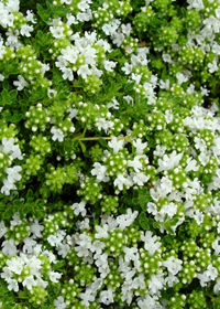 Thymus praecox arcticus 'Albus'